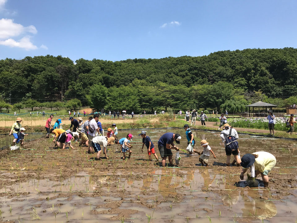田植え体験「オリーブパーク東京」（東京都/東村山市）