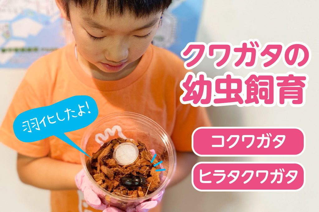 クワガタの幼虫飼育　コクワガタ　ヒラタクワガタ
