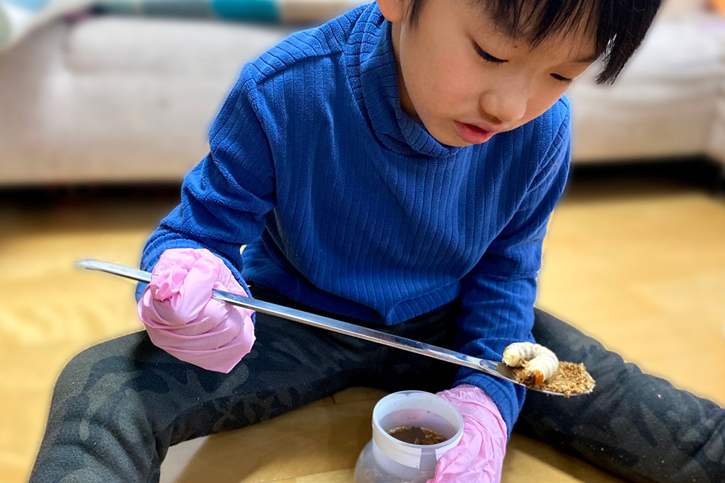 クワガタの幼虫