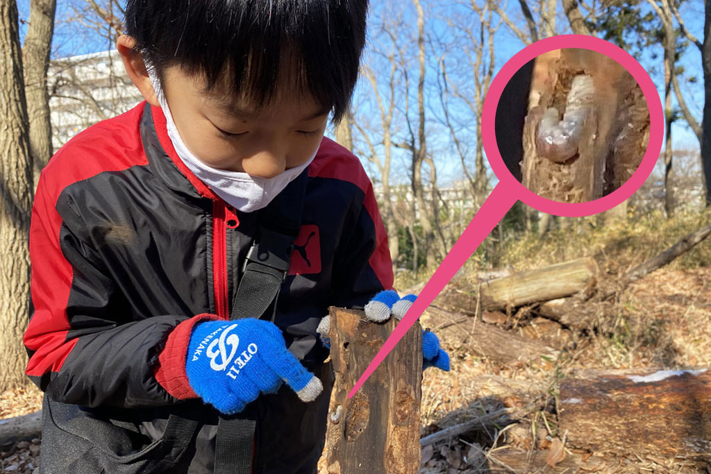 クワガタの幼虫