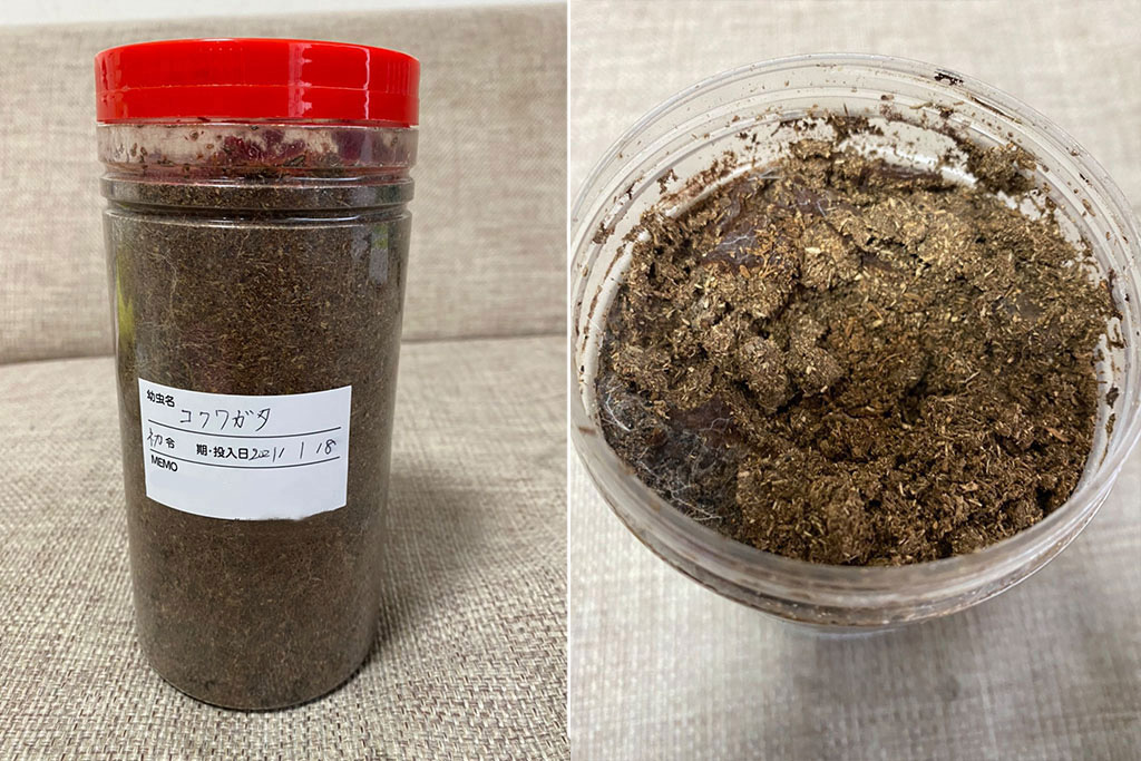 クワガタの幼虫をケースにうつす