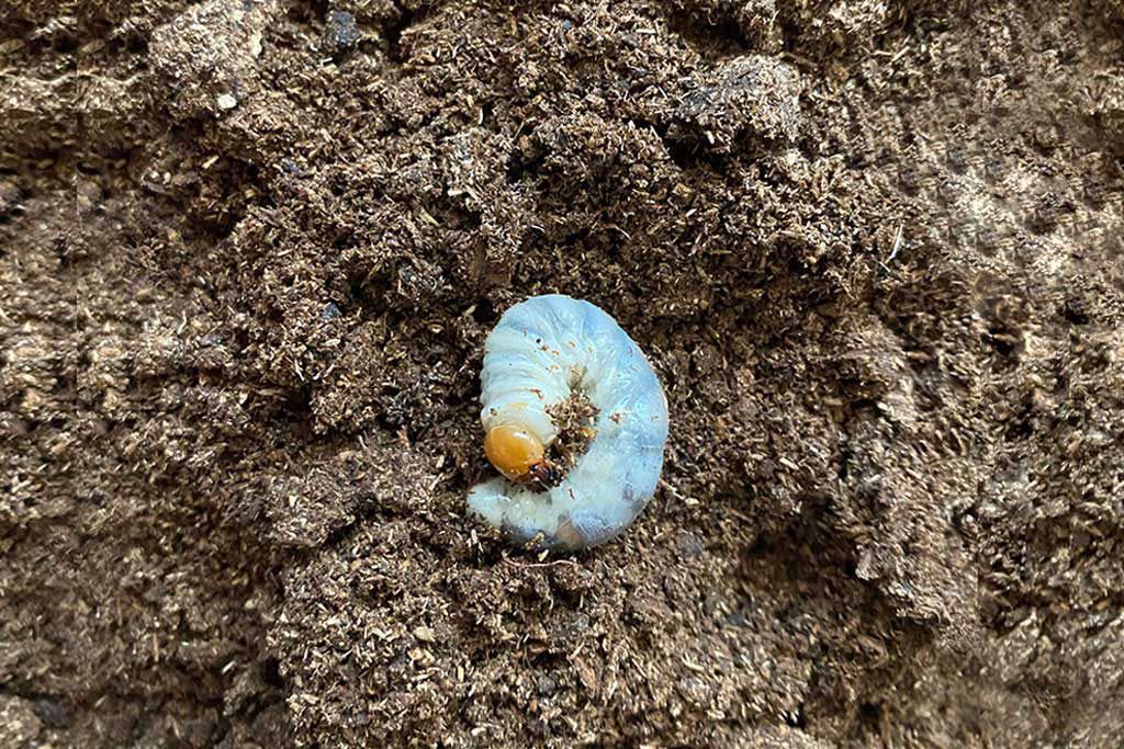 クワガタの幼虫