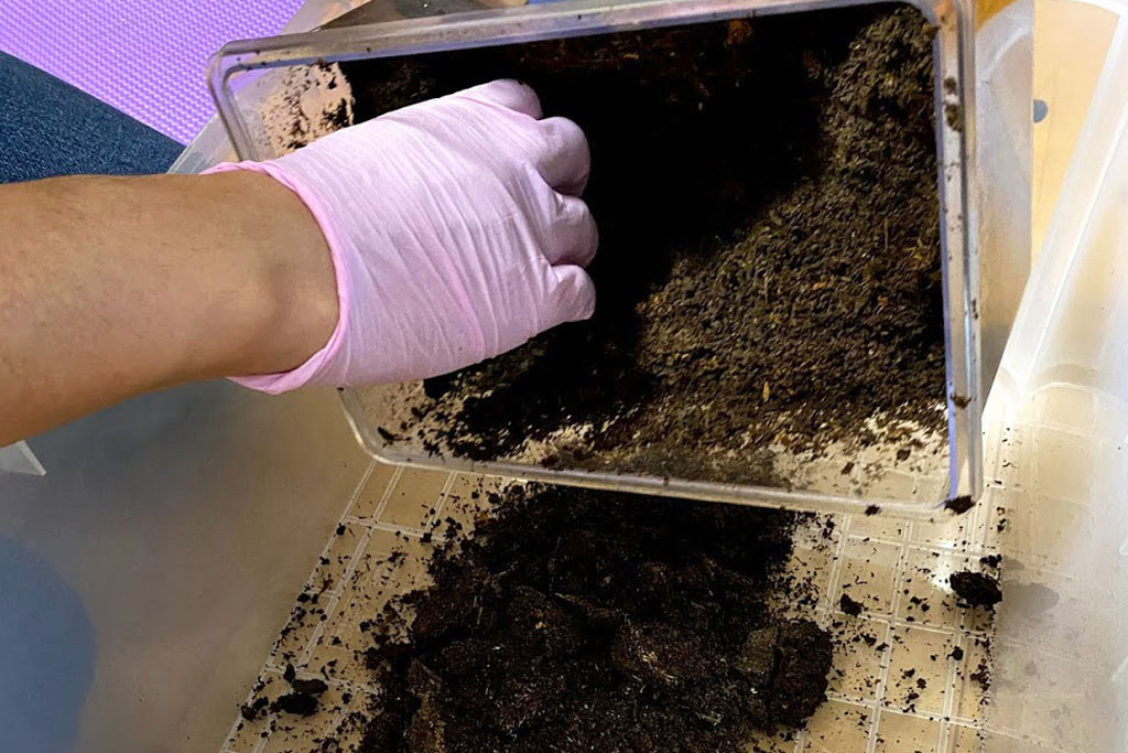 ヒラタクワガタ 産卵マットの中を確認する「割り出し」という作業