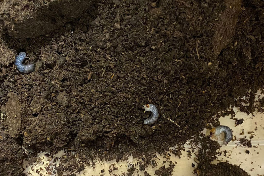 ヒラタクワガタの幼虫