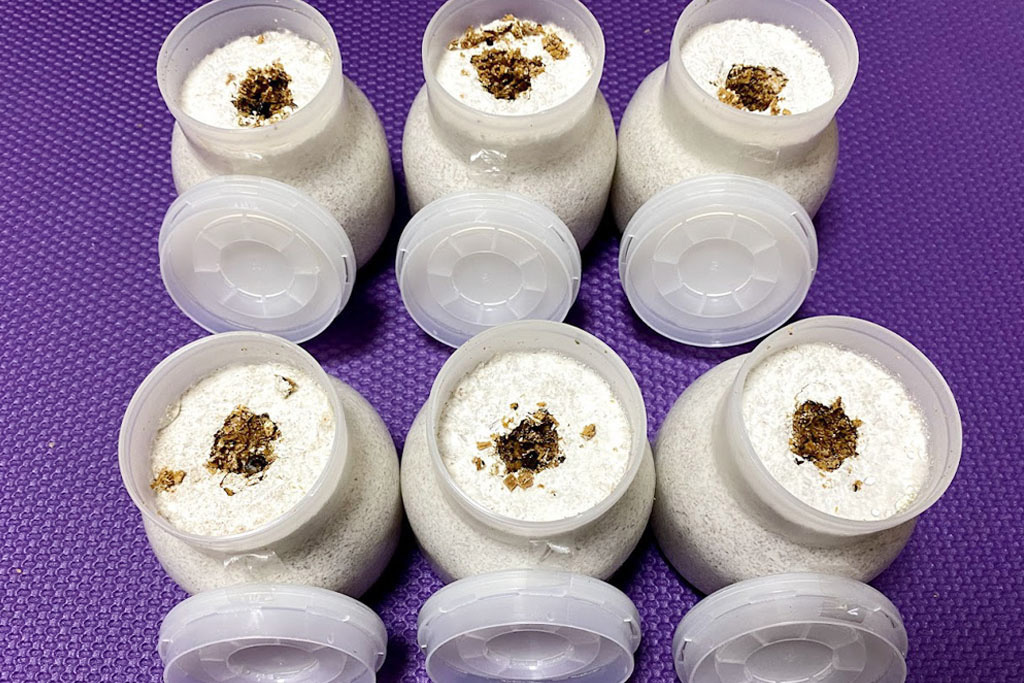 菌糸瓶に入れたヒラタクワガタの幼虫