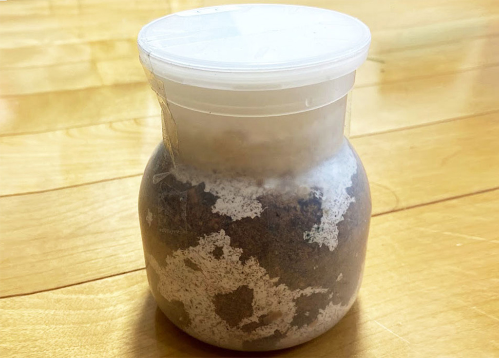 クワガタの幼虫が入った菌糸瓶