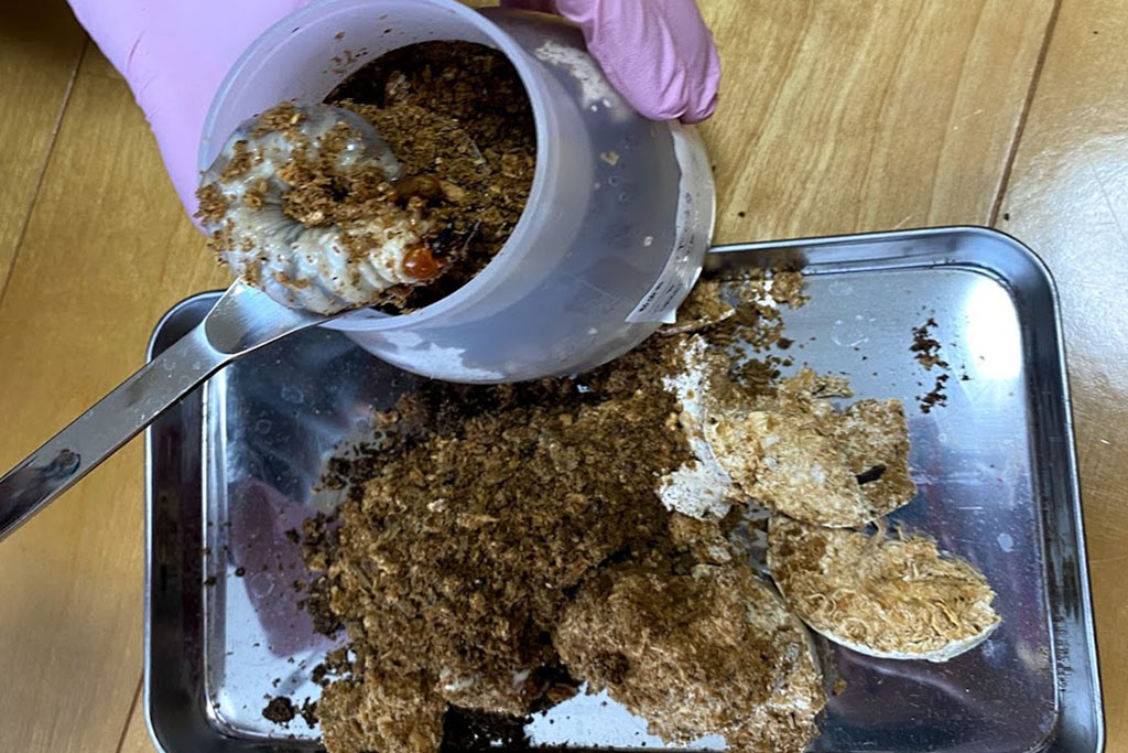 クワガタの幼虫を取り出す様子