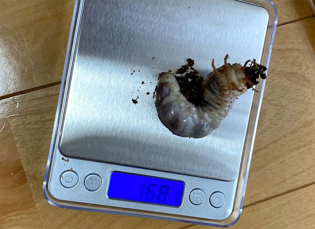 クワガタの幼虫