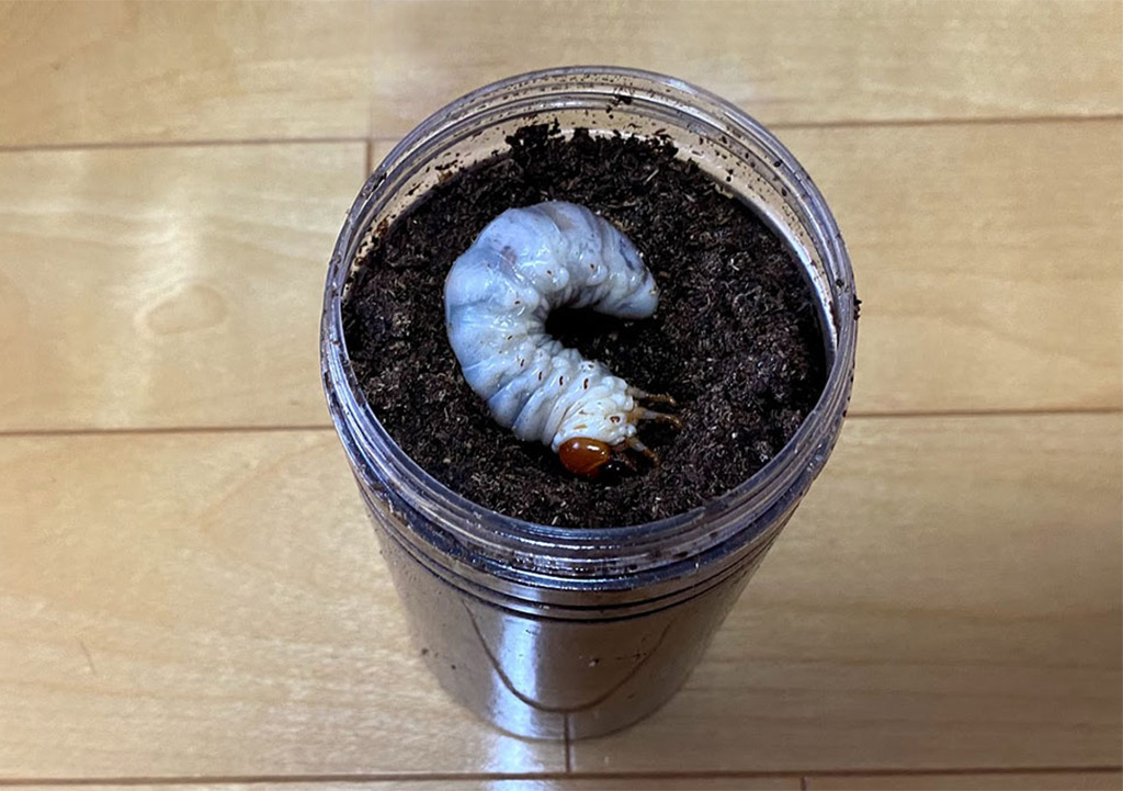 昆虫マットの上にクワガタの幼虫