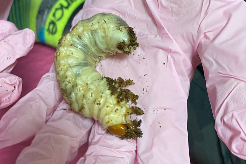 黄色になったクワガタの幼虫