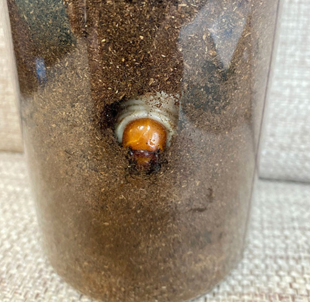 新しい昆虫マットへ入ったクワガタの幼虫