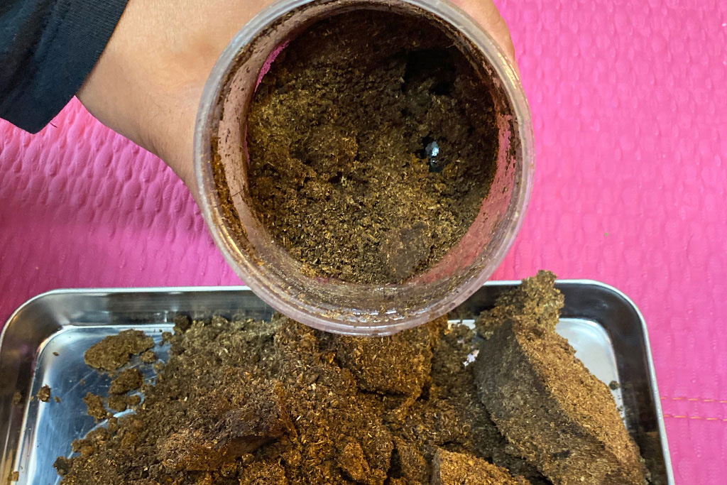 幼虫マットから顔を出すクワガタ