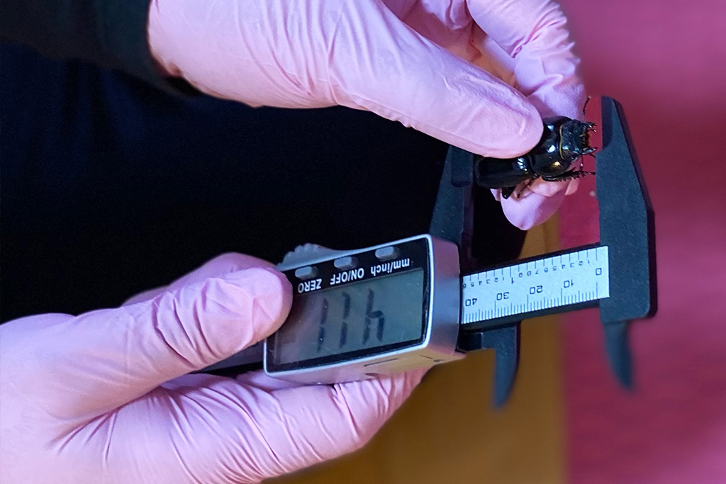 クワガタのメス