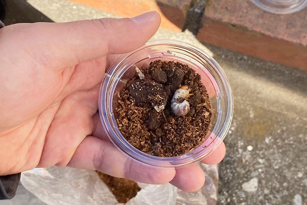 クワガタの幼虫