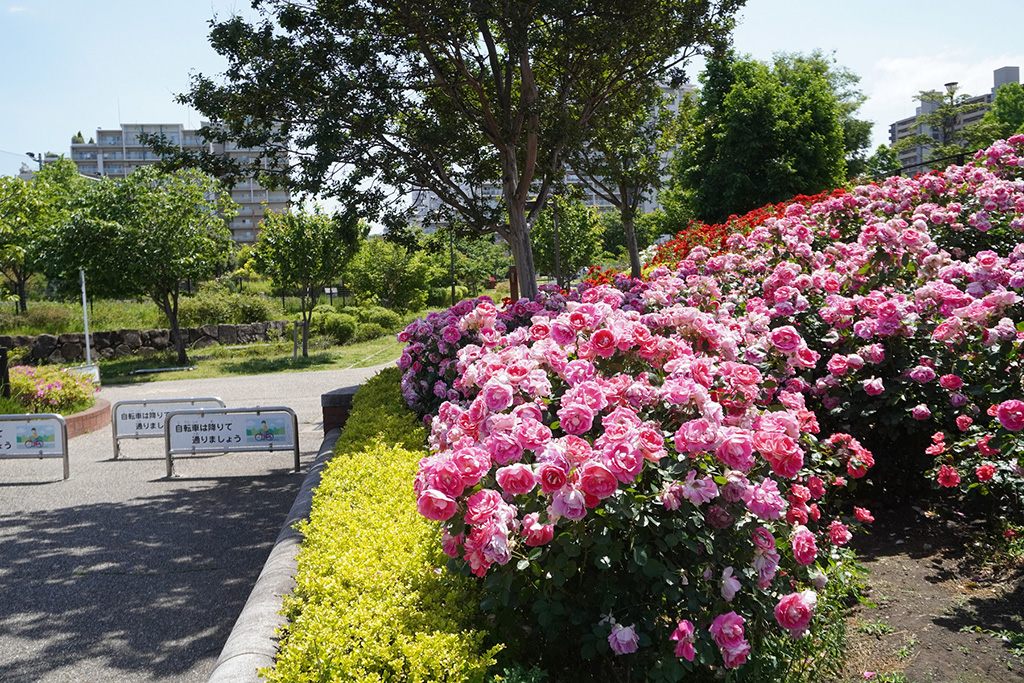 バラ花壇/新田さくら公園（東京都/足立区）