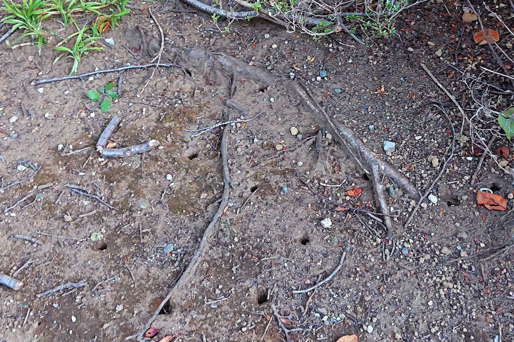 セミの幼虫が出てきた穴が多くある場所