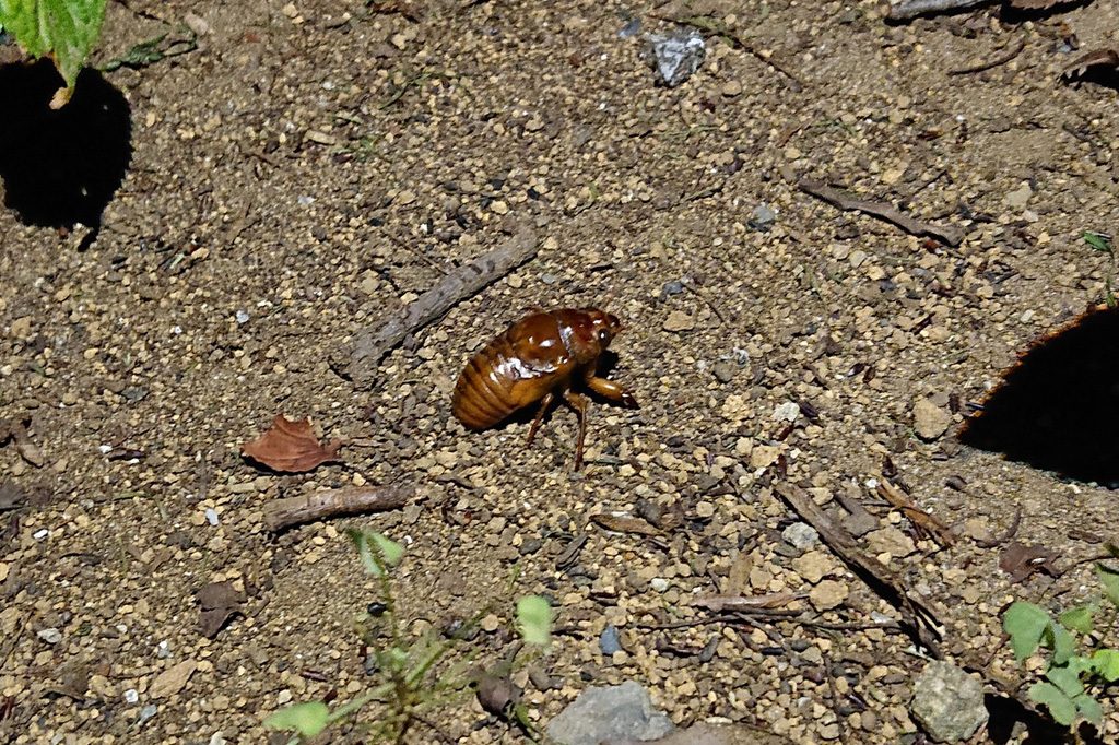地面に出てきて羽化する場所を探すセミの幼虫