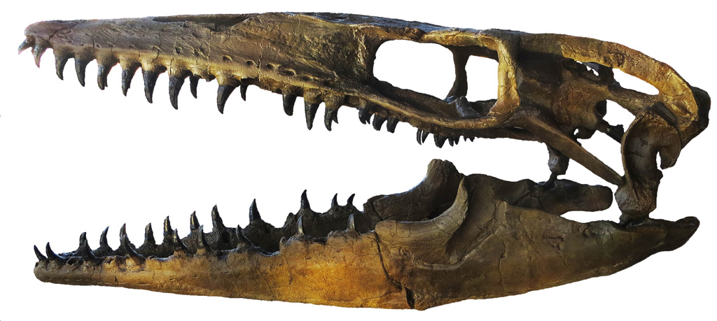 モササウルスの骨格標本/DinoScience 恐竜科学博（神奈川県/横浜市）