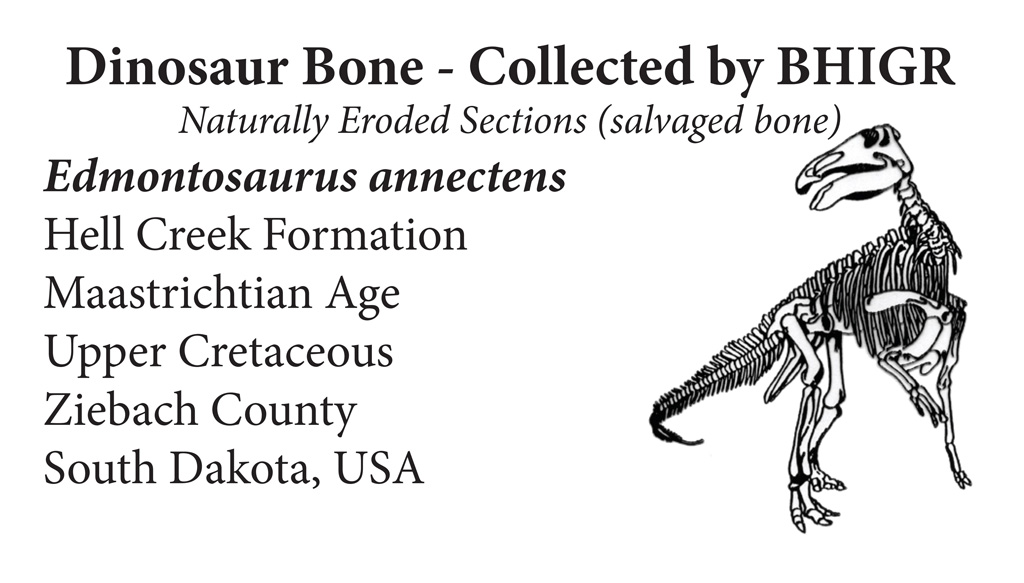 BHI保証書イメージ/DinoScience 恐竜科学博（神奈川県/横浜市）