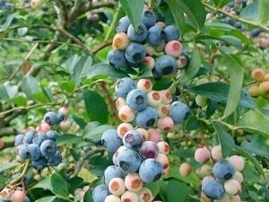 九州（長崎・熊本・大分・鹿児島）の夏の味覚&果物狩り！ブルーベリー狩りなど