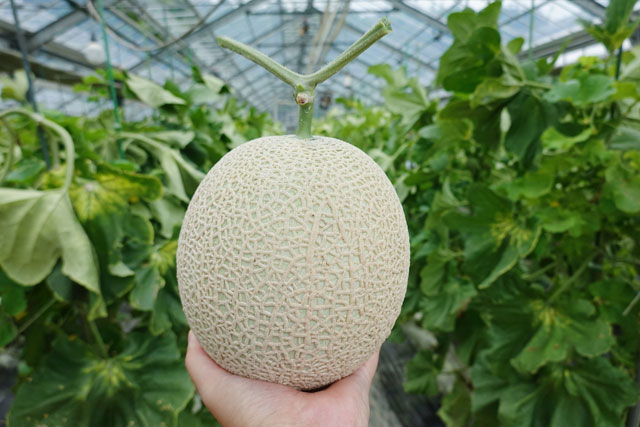 メロン狩り