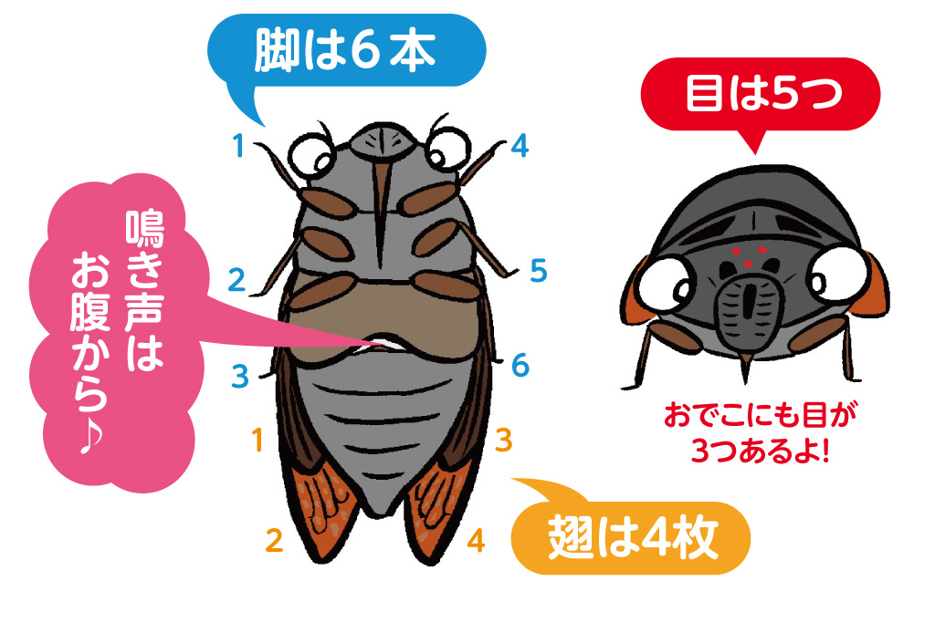 セミの特徴や種類／昆虫芸人　堀川ランプ監修