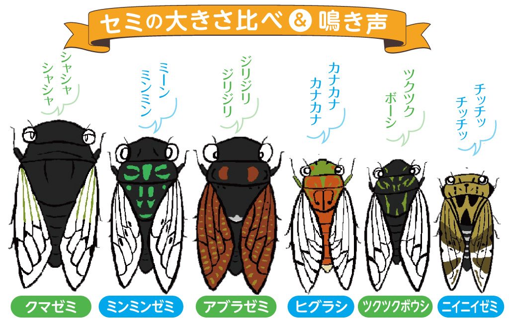 セミの種類と鳴き声／昆虫芸人　堀川ランプ監修
