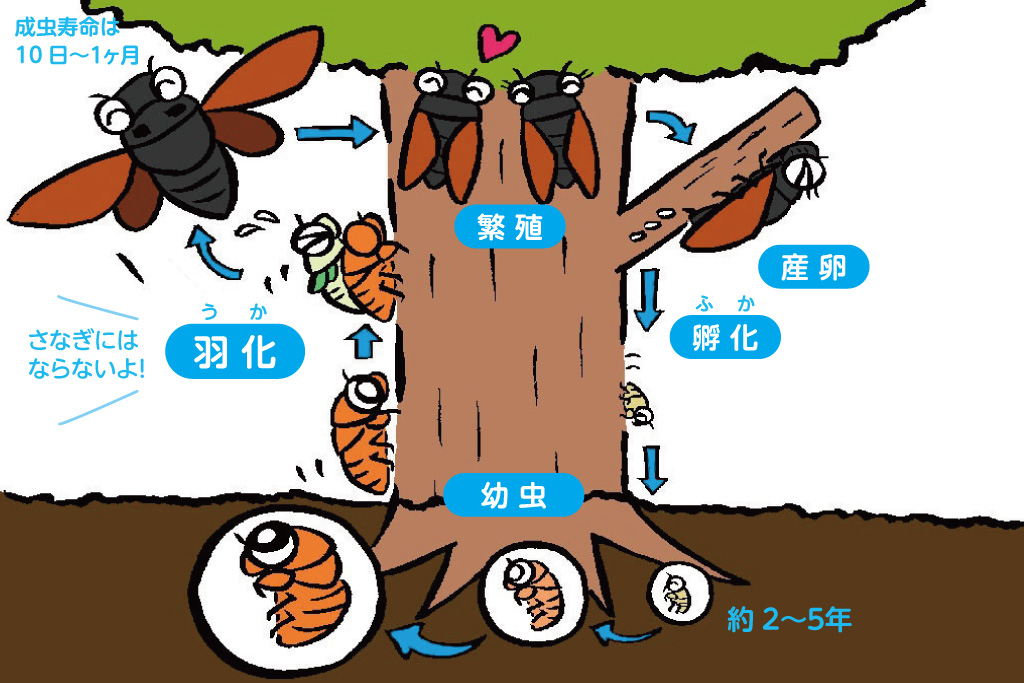 セミの一生／昆虫芸人　堀川ランプ監修