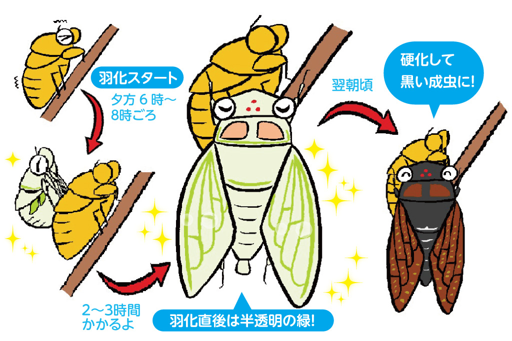 セミの羽化の観察／昆虫芸人　堀川ランプ監修