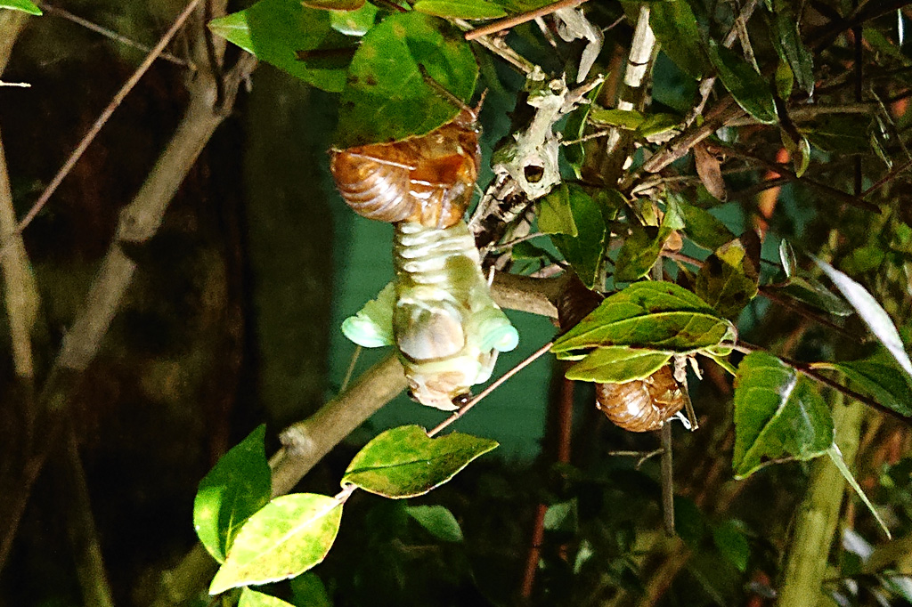 セミの羽化の様子