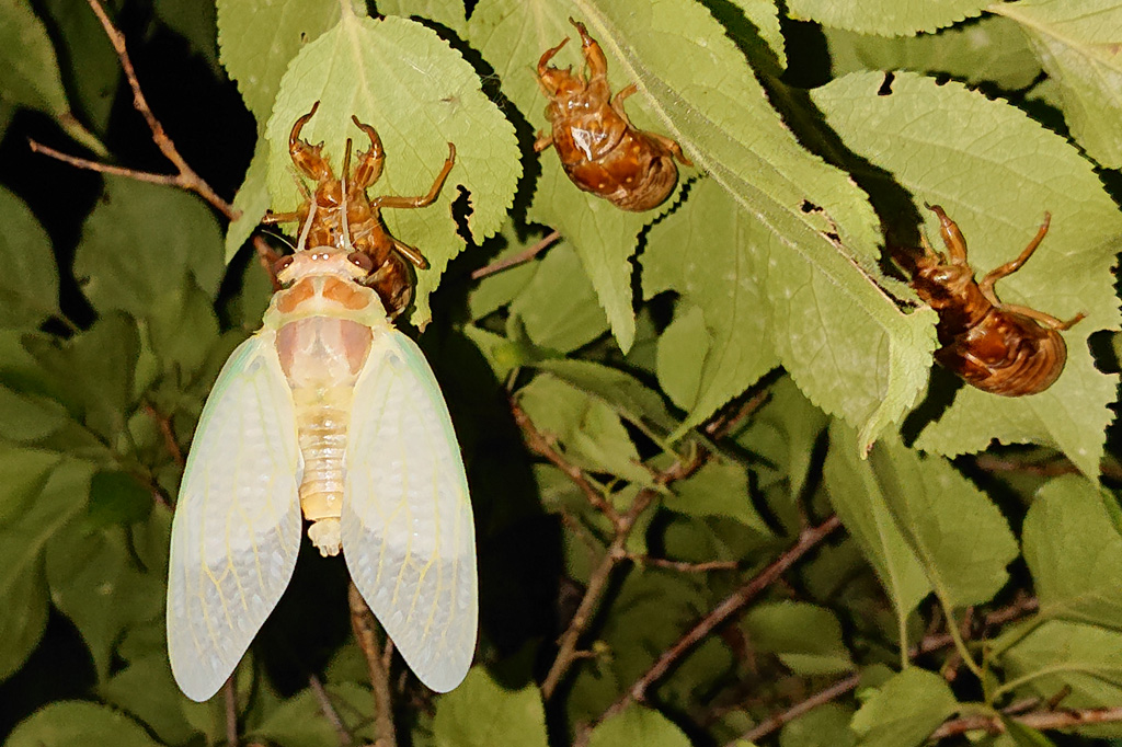 セミの羽化の様子