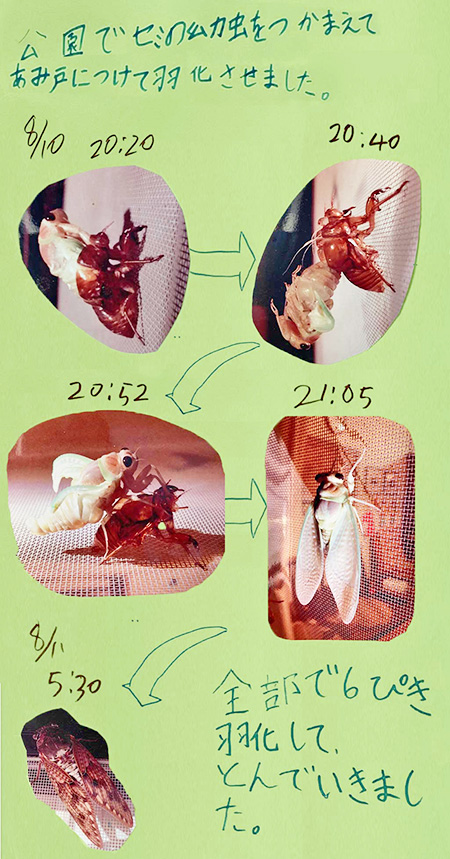 セミの羽化観察のまとめ