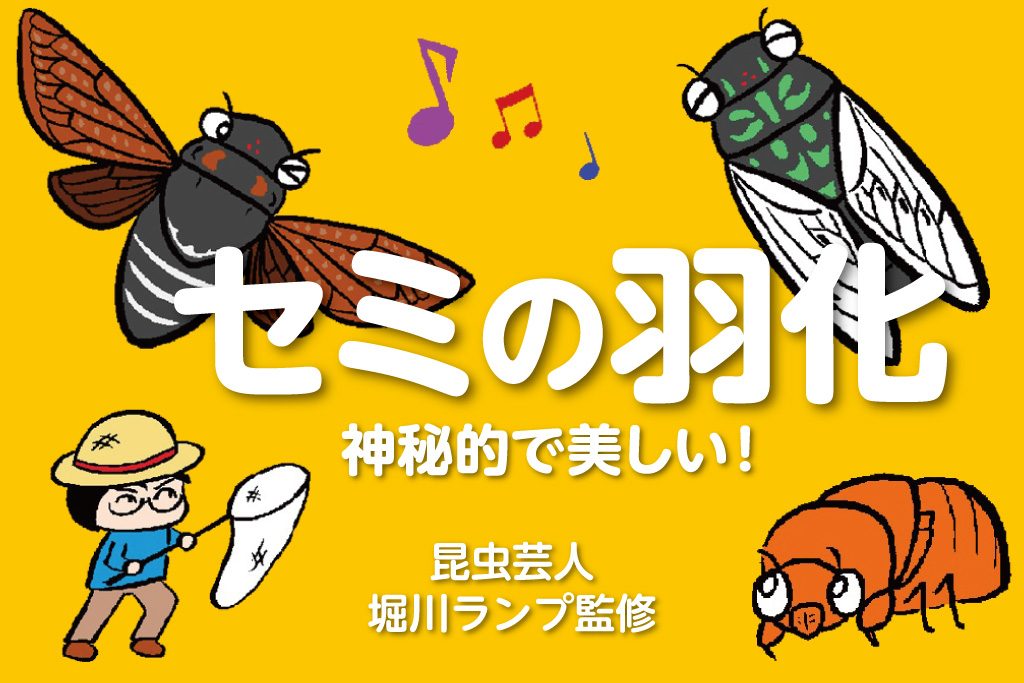 セミの羽化　神秘的で美しい！／昆虫芸人　堀川ランプ監修