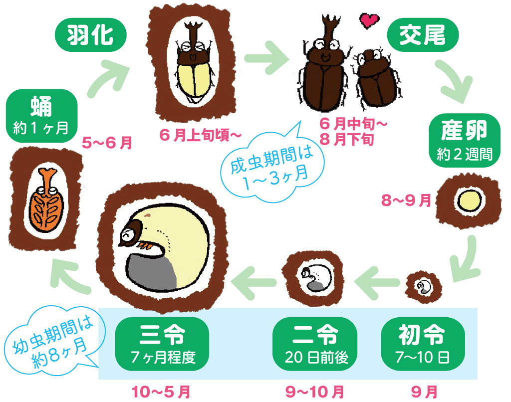 カブトムシの一生のイラスト/昆虫芸人 堀川ランプ監修