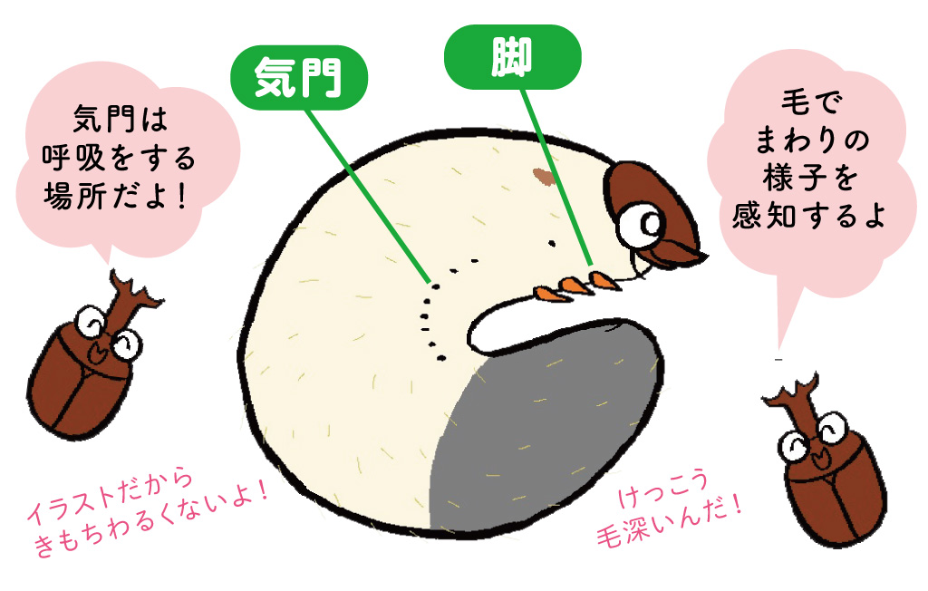 カブトムシの幼虫の特徴/昆虫芸人 堀川ランプ監修