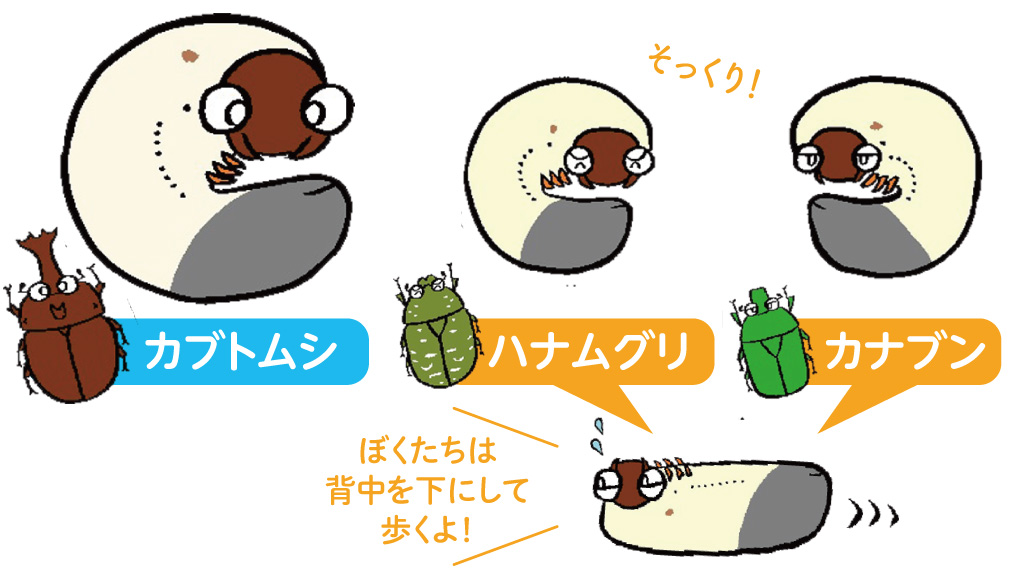 カブトムシと似ている幼虫の見分け方/昆虫芸人 堀川ランプ監修