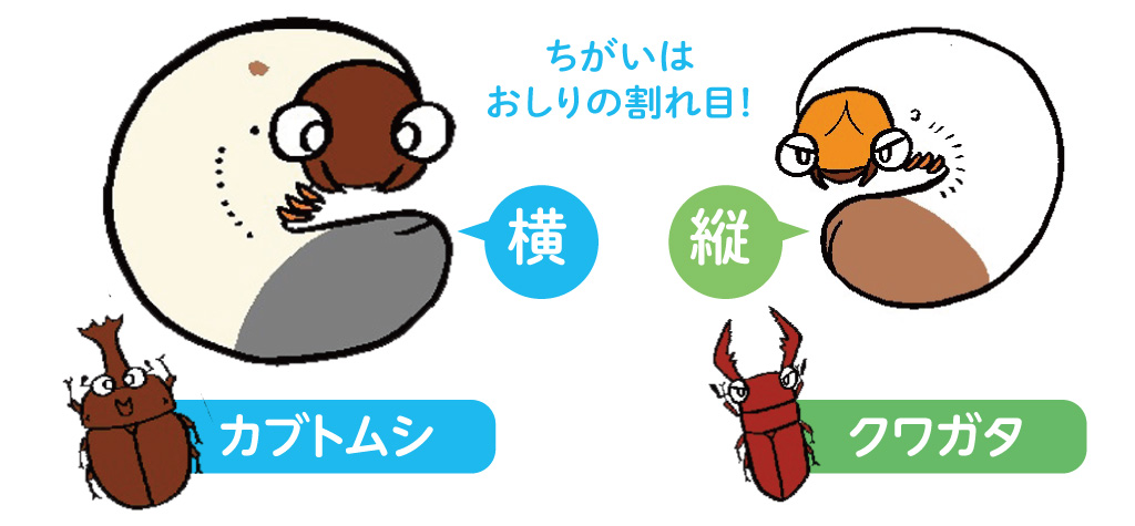 クワガタの幼虫とカブトムシの幼虫の見分け方/昆虫芸人 堀川ランプ監修