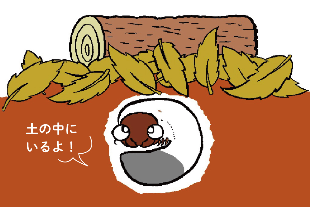 土の中にいるカブトムシの幼虫/昆虫芸人 堀川ランプ監修