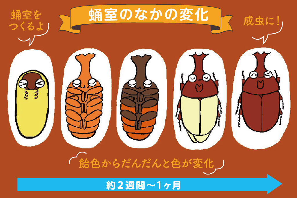 カブトムシの蛹室の中の変化/昆虫芸人 堀川ランプ監修