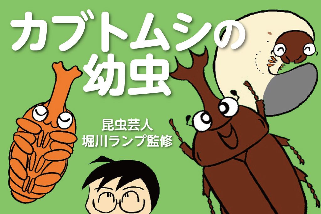 カブトムシの幼虫／昆虫芸人　堀川ランプ監修