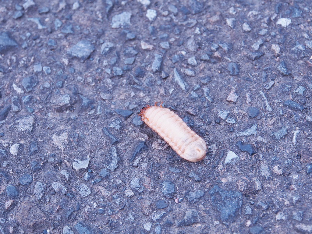 背面歩行をするハナムグリの幼虫