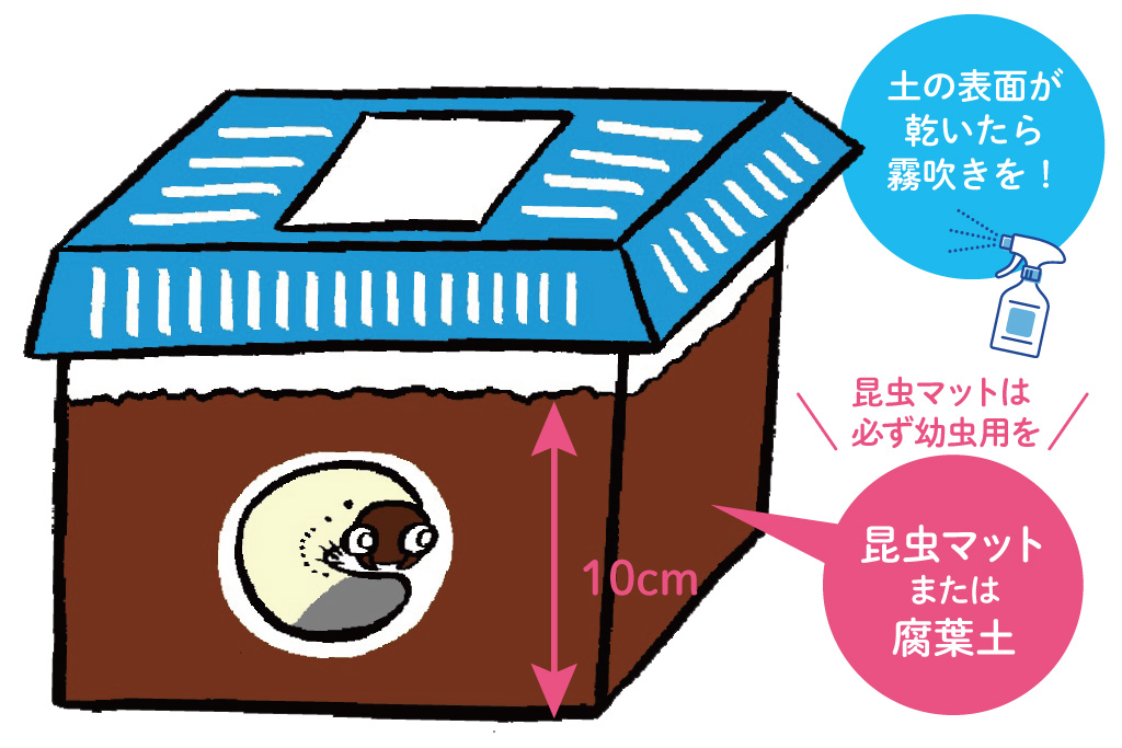 カブトムシ幼虫の育て方/昆虫芸人 堀川ランプ監修