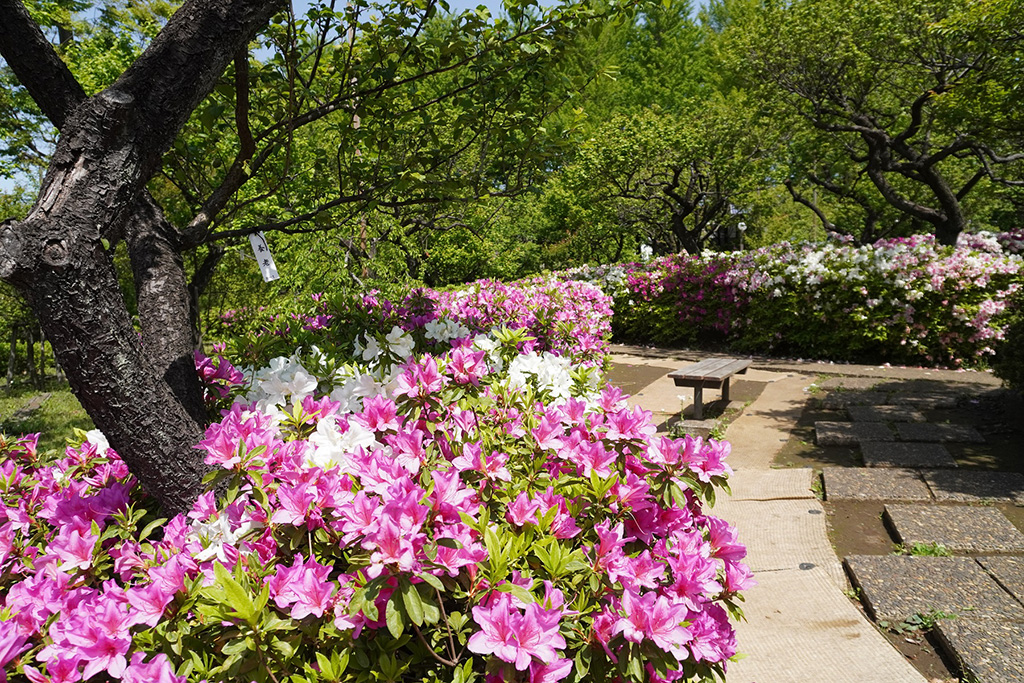 梅林/羽根木公園（東京都/世田谷区）