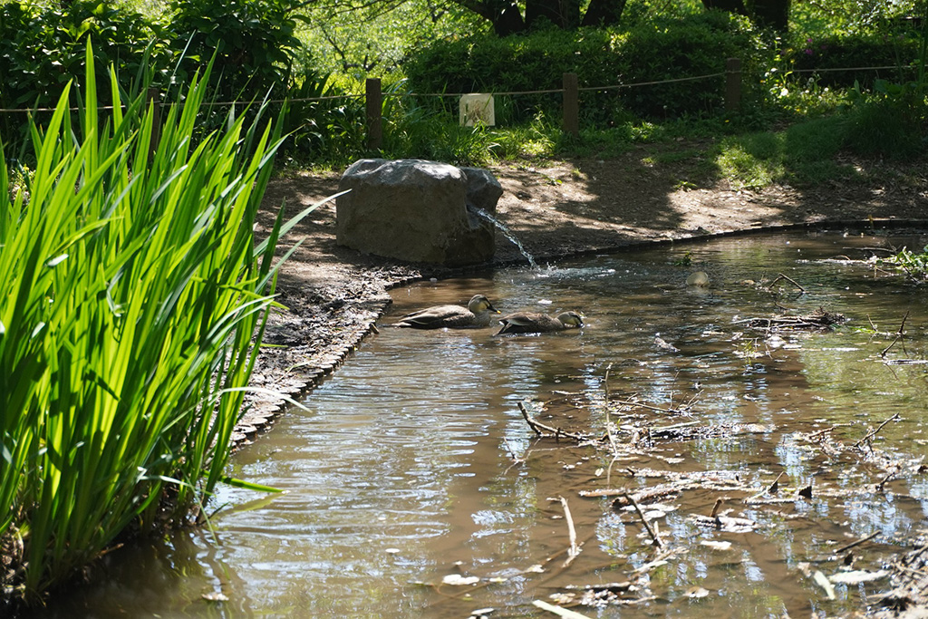 「湧水池」/都立祖師谷公園(東京都/世田谷区)