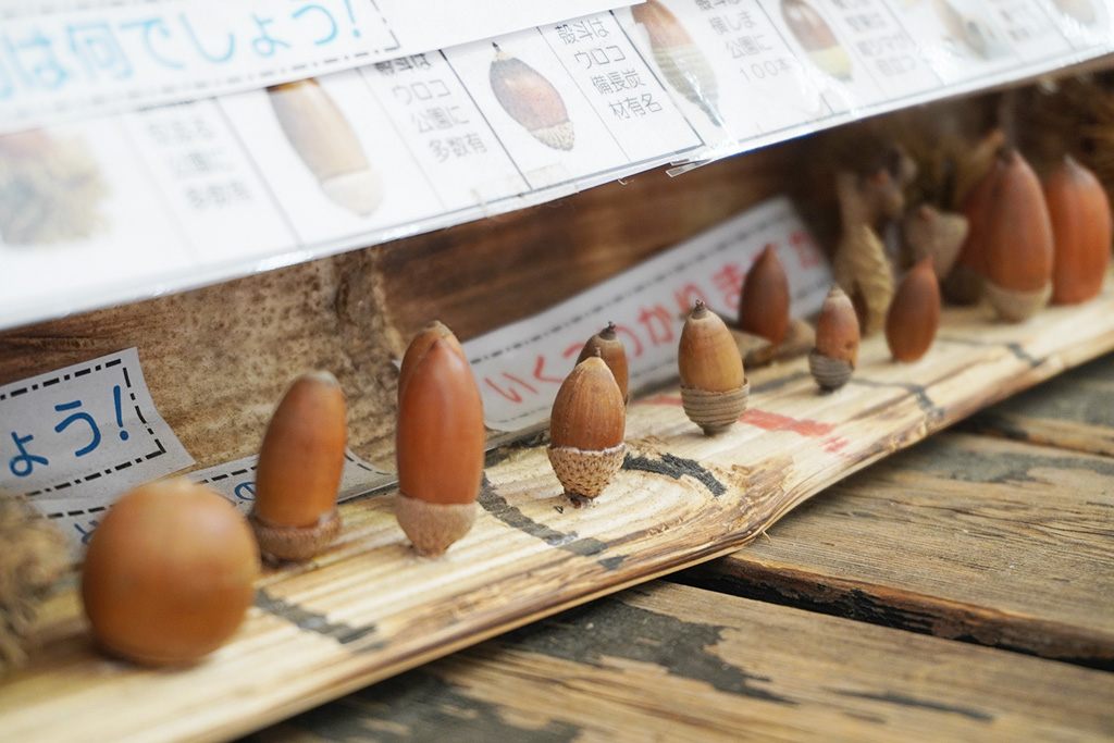 大小さまざまなドングリの展示/都立祖師谷公園(東京都/世田谷区)