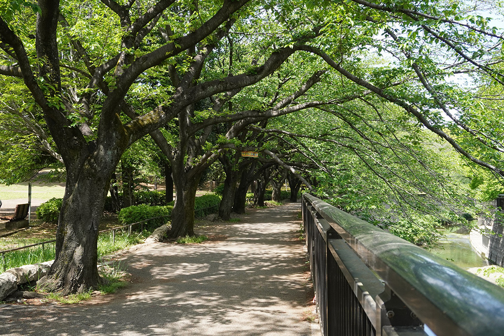 桜並木/都立祖師谷公園(東京都/世田谷区)