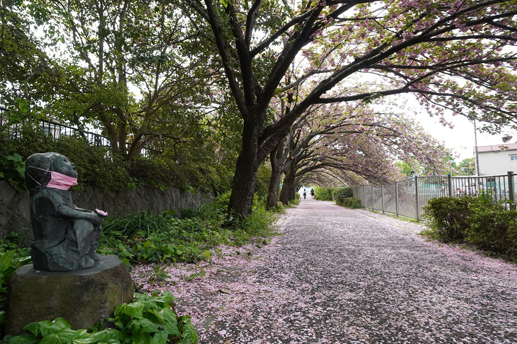 善福寺川沿いのサクラ/都立和田堀公園（東京都/杉並区）