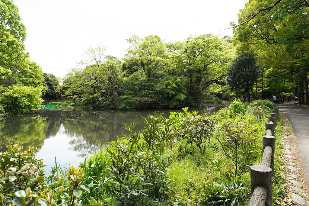 和田堀池/都立和田堀公園（東京都/杉並区）