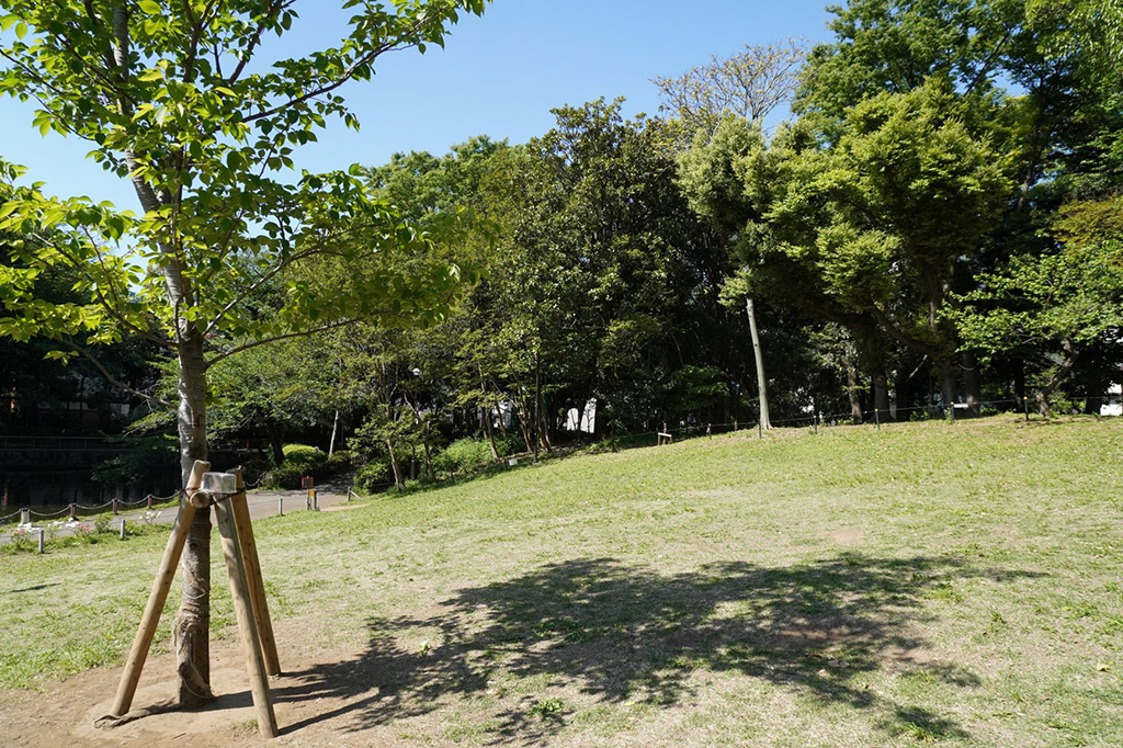 「いこいの広場」/蚕糸の森公園（東京都/杉並区）