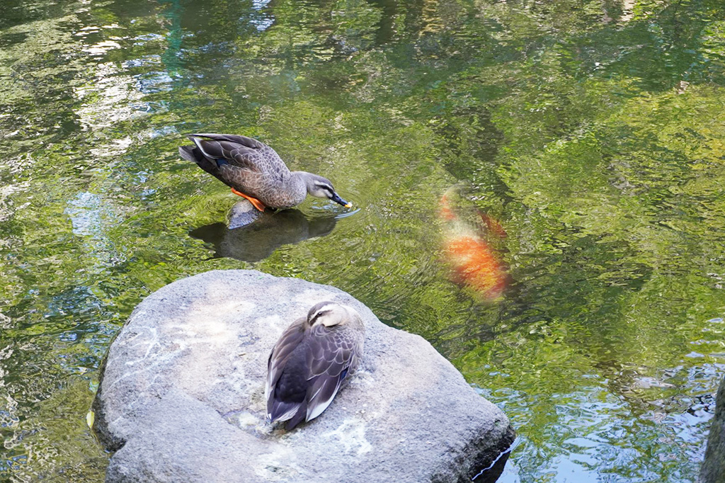 カルガモやコイ/蚕糸の森公園（東京都/杉並区）